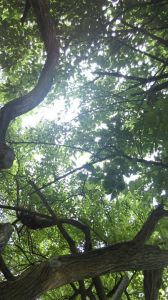 11012703_967093946675279_4799112509920782187_n